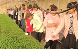 现代农业技术系组织师生到日光温室蔬菜育苗基地参观学习